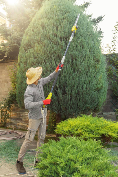 Trusted Fort Lupton, CO Tree Services Experts